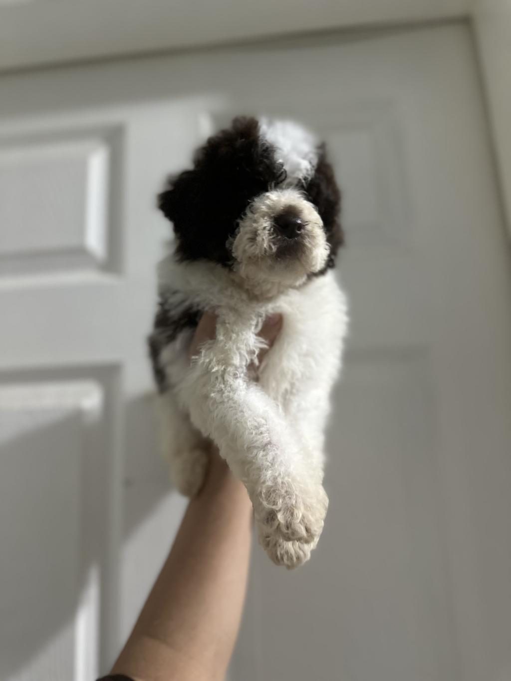 LAGOTTO BEBEKLER