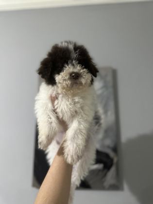 NORMALİNE GÖRE DAHA MİNİK BOY LAGOTTO BEBEKLER