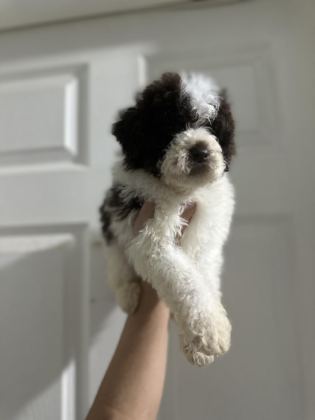 LAGOTTO BEBEKLER
