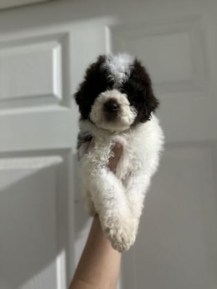 LAGOTTO BEBEKLER