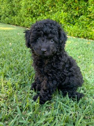 SİMSİYAH POODLE BEBEKLER