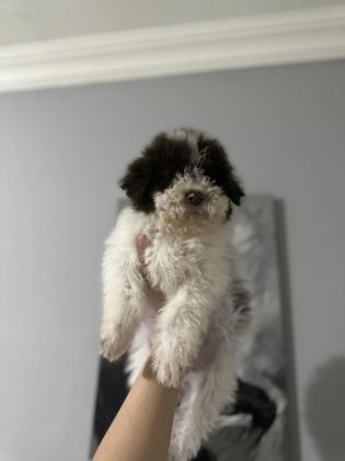 NORMALİNE GÖRE DAHA MİNİK BOY LAGOTTO BEBEKLER