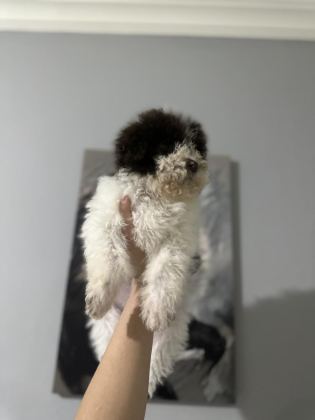 NORMALİNE GÖRE DAHA MİNİK BOY LAGOTTO BEBEKLER