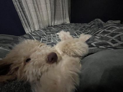 LAGOTTO ROMAGNOLO 4 AYLIK