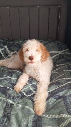 LAGOTTO ROMAGNOLO 4 AYLIK