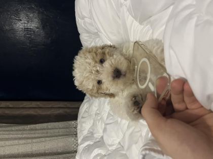 LAGOTTO ROMAGNOLO 4 AYLIK