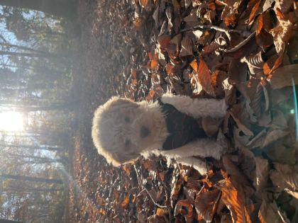 LAGOTTO ROMAGNOLO 4 AYLIK