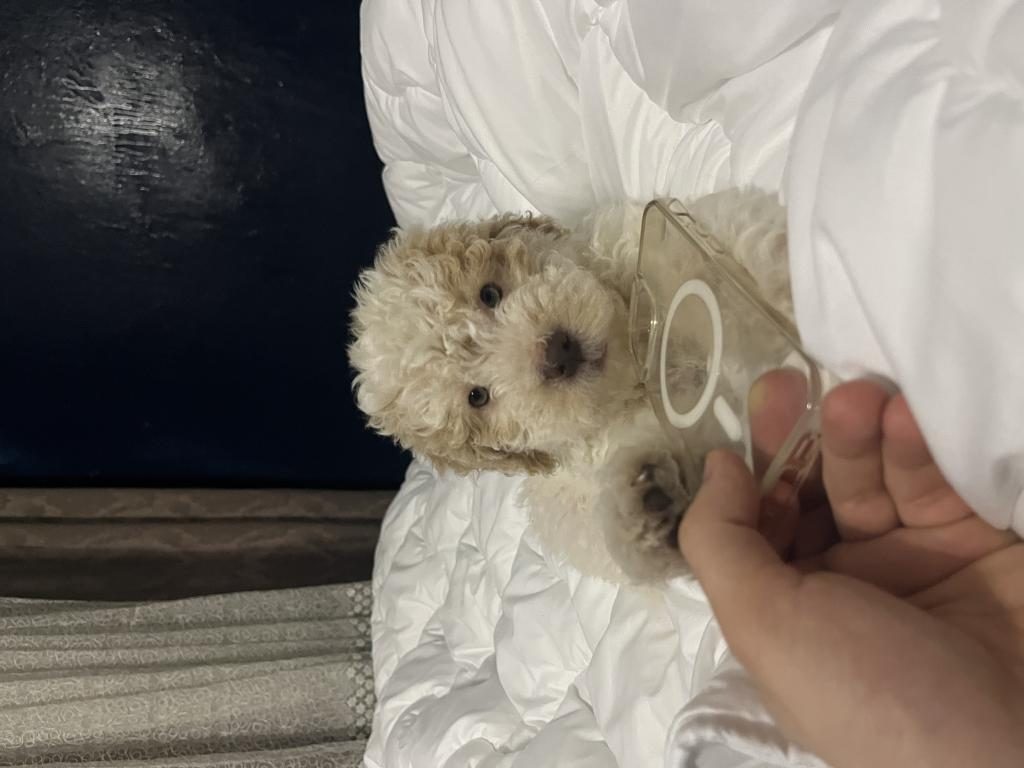 LAGOTTO ROMAGNOLO 4 AYLIK