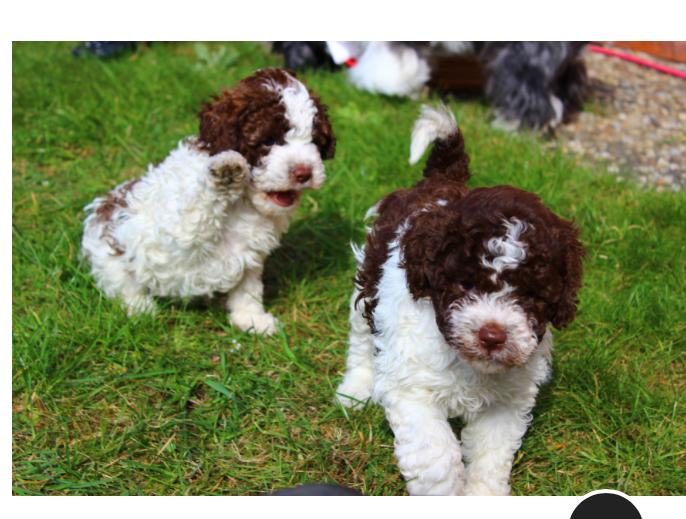 LAGOTTO ROMANGNOLO ORJİNAL KÖPEĞİMİZ