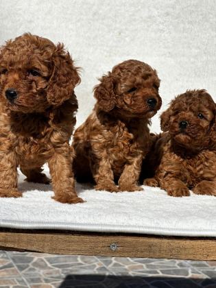 SEVİMLİ TOY POODLE YAVRULARIMIZ