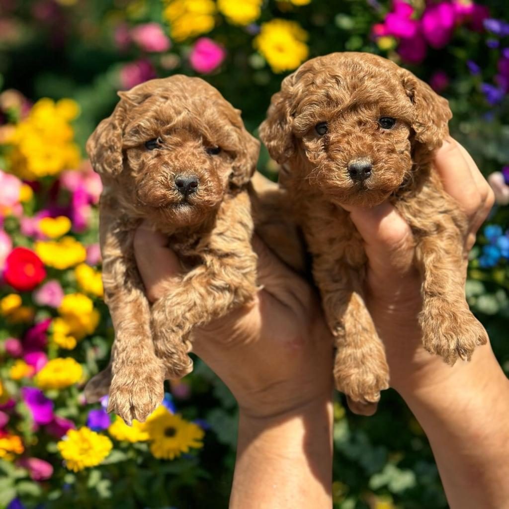 SEVİMLİ TOY POODLE YAVRULARIMIZ