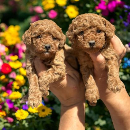 SEVİMLİ TOY POODLE YAVRULARIMIZ