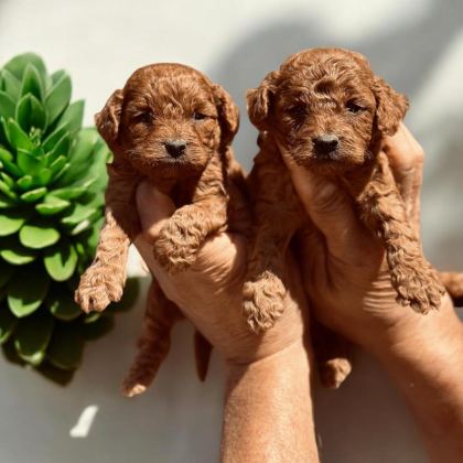 SEVİMLİ TOY POODLE YAVRULARIMIZ