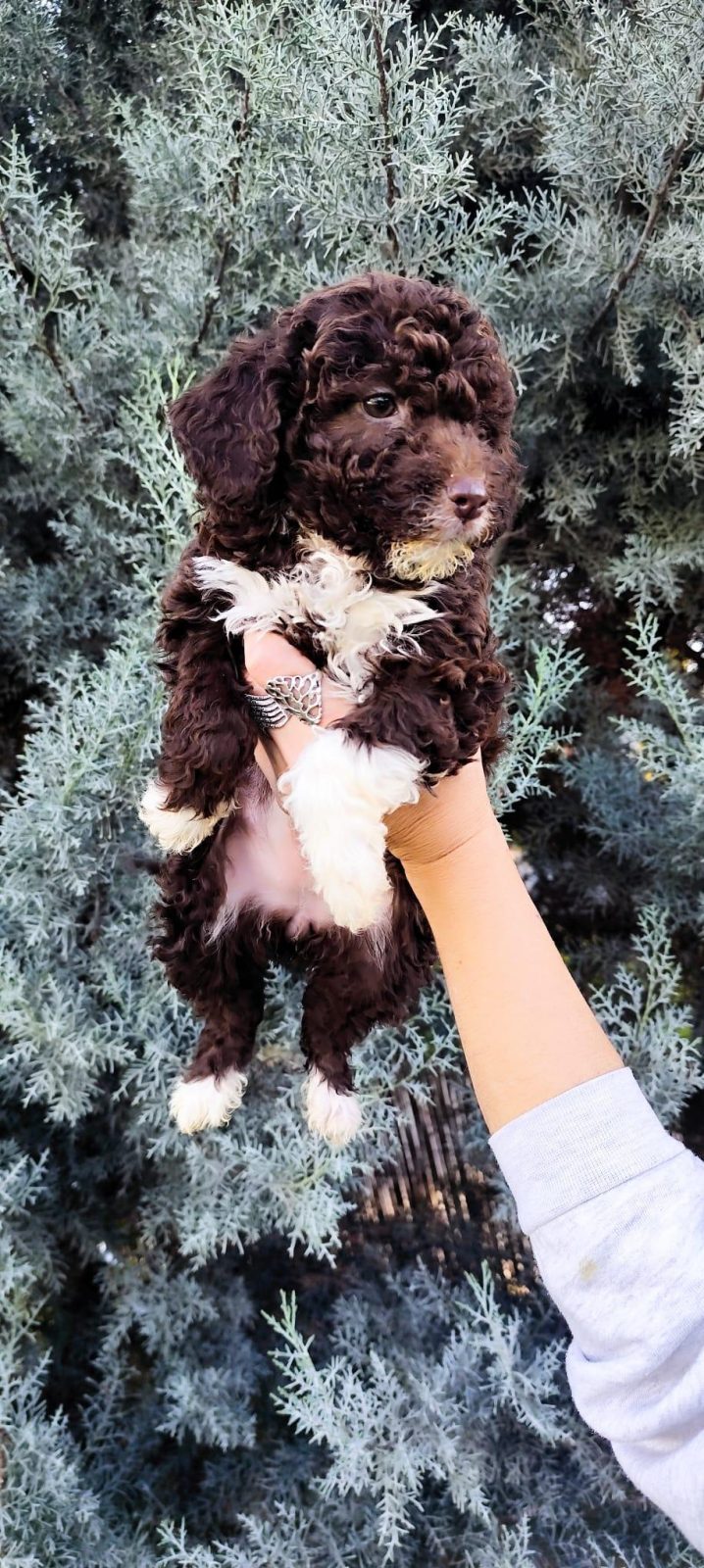 LAGOTTO ROMAGNOLO
