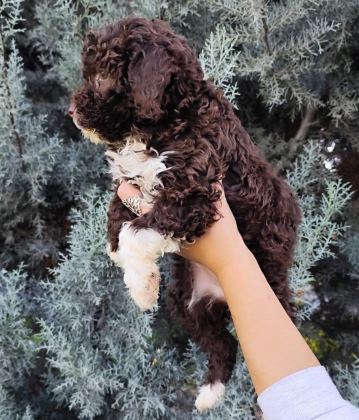 LAGOTTO ROMAGNOLO