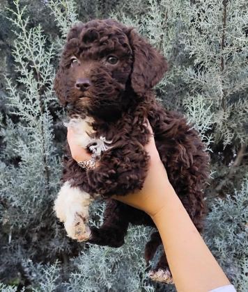 LAGOTTO ROMAGNOLO