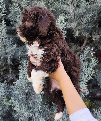 LAGOTTO ROMAGNOLO