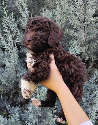 LAGOTTO ROMAGNOLO