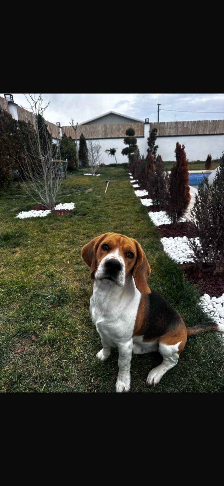 SAFKAN BEAGLE