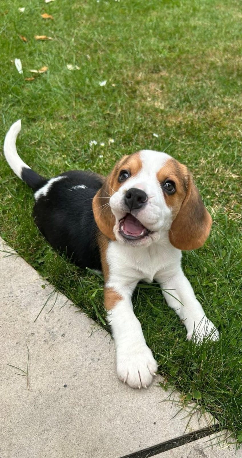 IRK VE SAĞLIK GARANTİLİ BEAGLE YAVRULARIMIZ