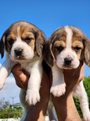 MÜTHİŞ MASKE BEAGLE BEBEKLER