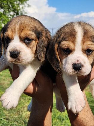 MÜTHİŞ MASKE BEAGLE BEBEKLER