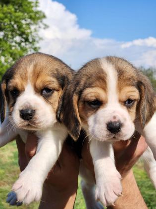 MÜTHİŞ MASKE BEAGLE BEBEKLER