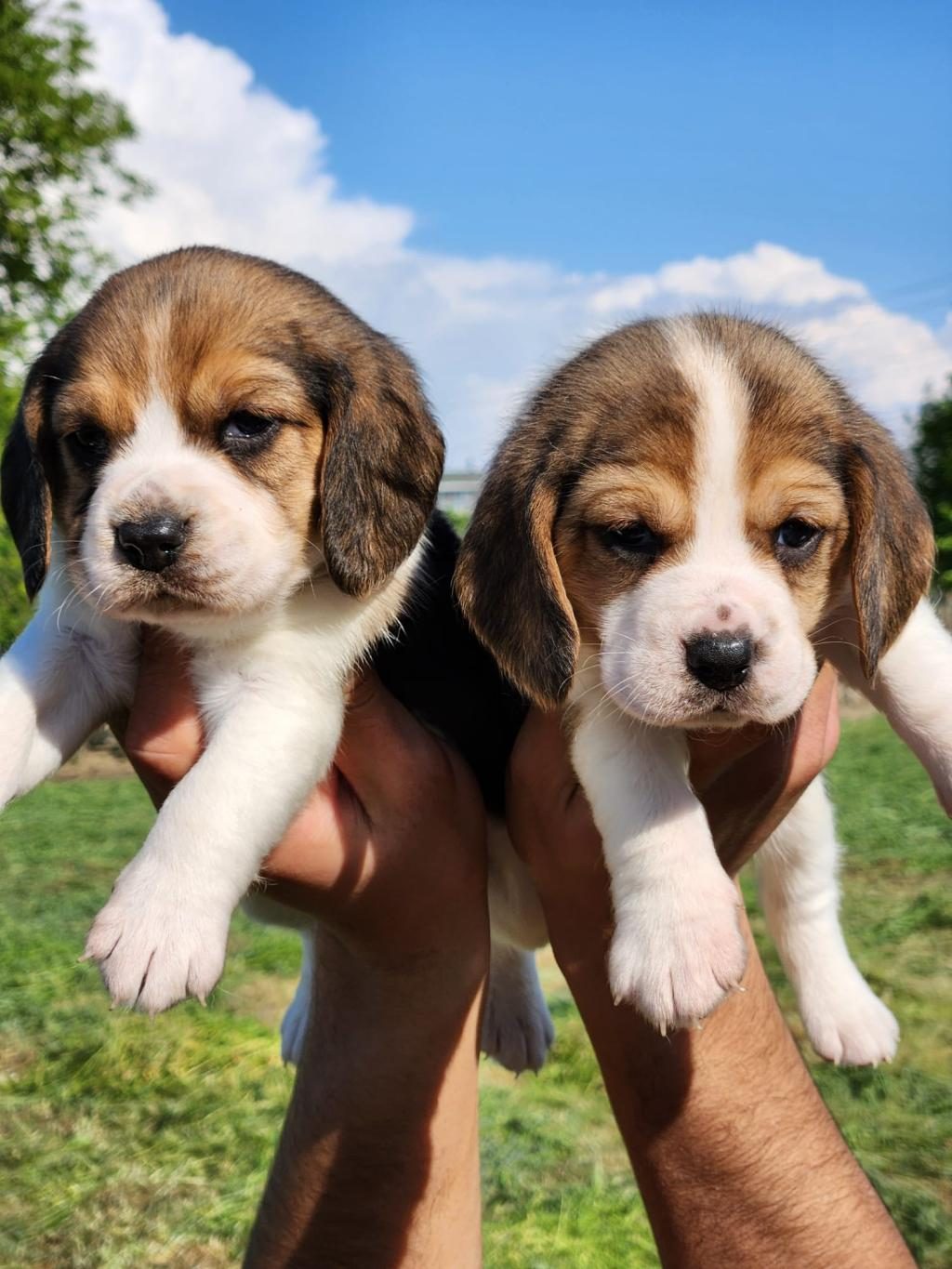 MÜTHİŞ MASKE BEAGLE BEBEKLER