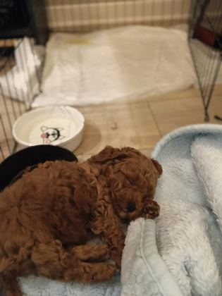 A KALİTE MİNİ BOY POODLE BEBEKLER