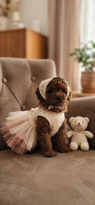 A KALİTE MİNİ BOY POODLE BEBEKLER