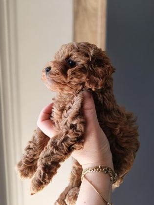 A KALİTE MİNİ BOY POODLE BEBEKLER