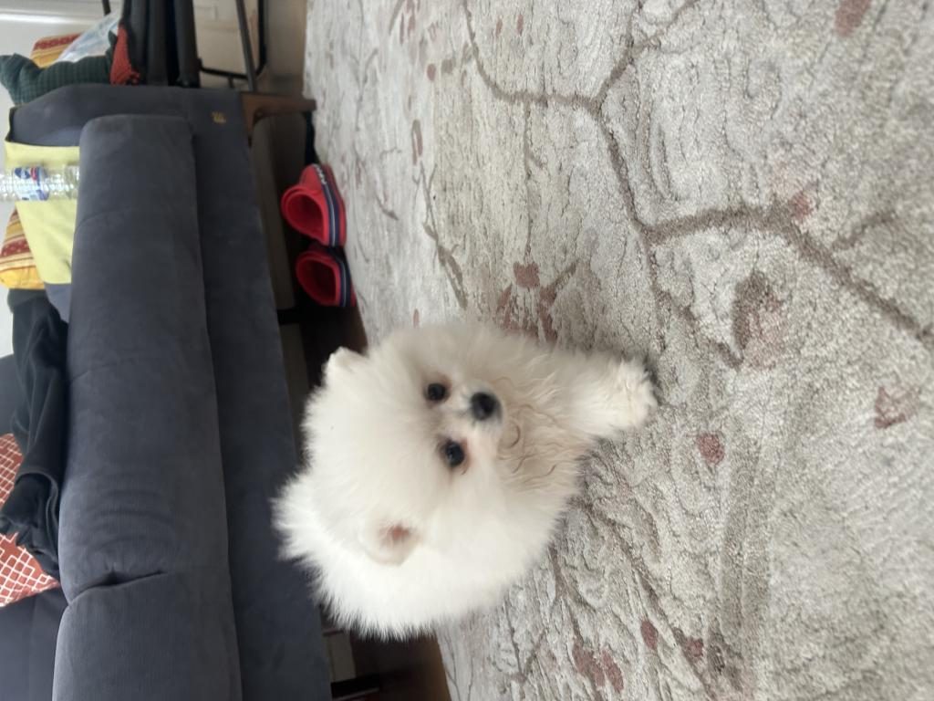 3 AYLIK POMERANİAN BOO