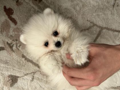 3 AYLIK POMERANİAN BOO