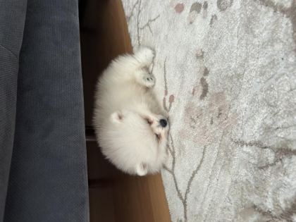3 AYLIK POMERANİAN BOO