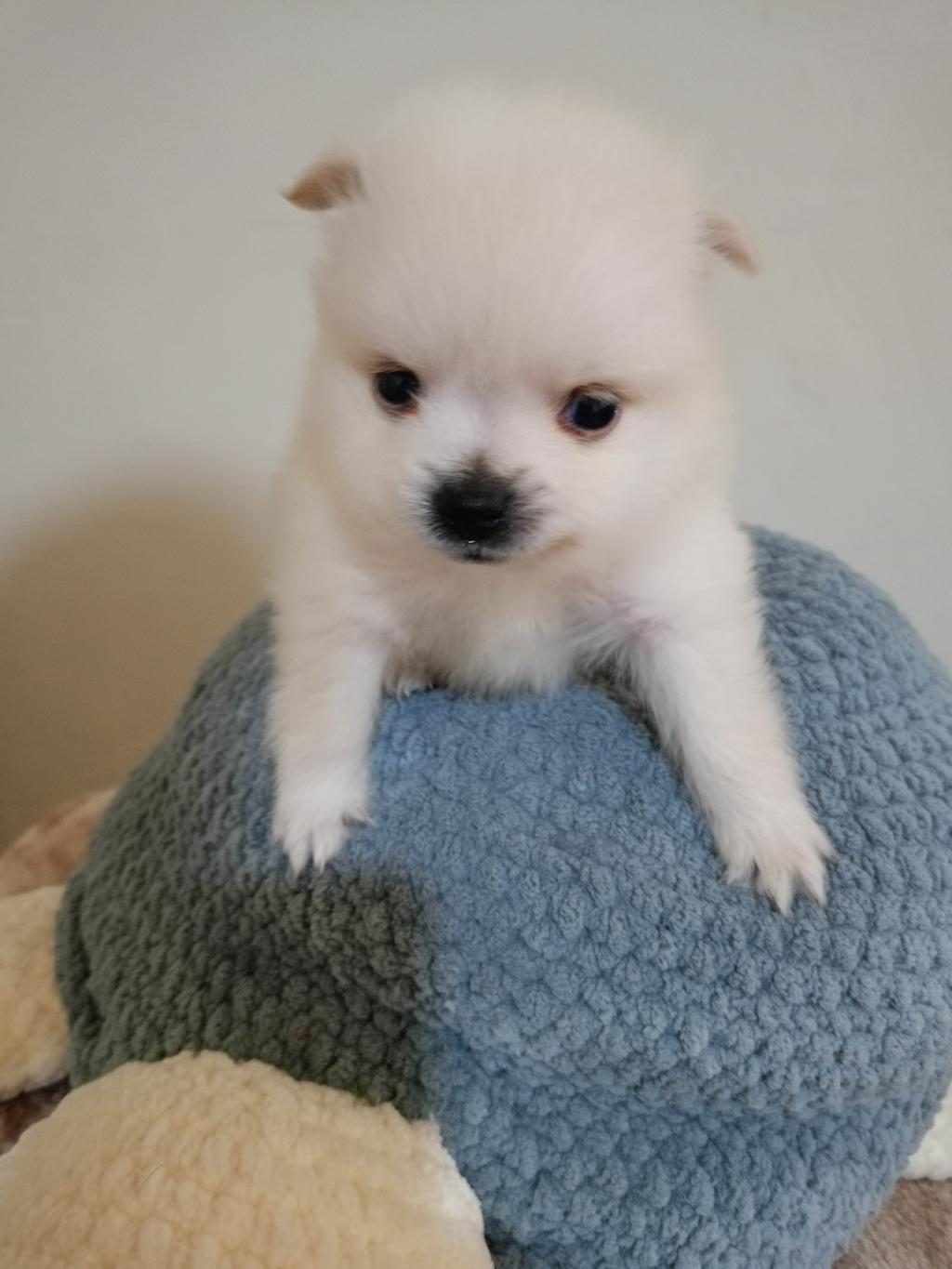 POMERANİAN BEBEK