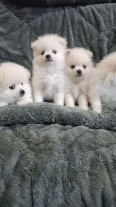 POMERANİAN BEBEKLERİM