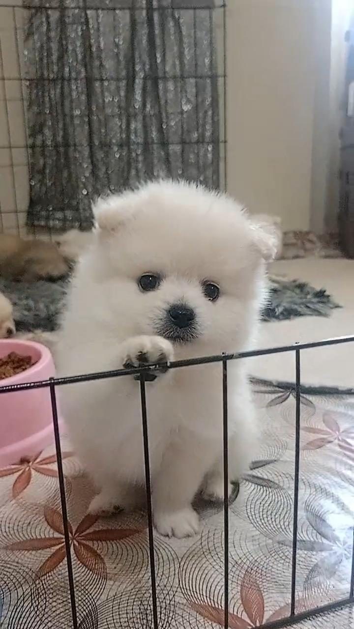 POMERANİAN DİŞİ ERKEK