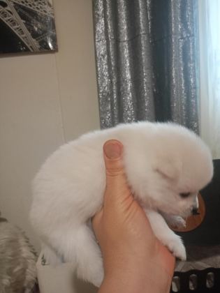 POMERANİAN BEBEKLERİM