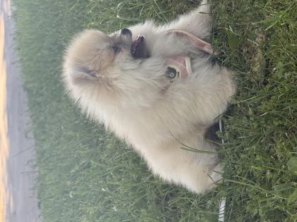 4 AYLIK DİŞİ POMERANİAN BOO