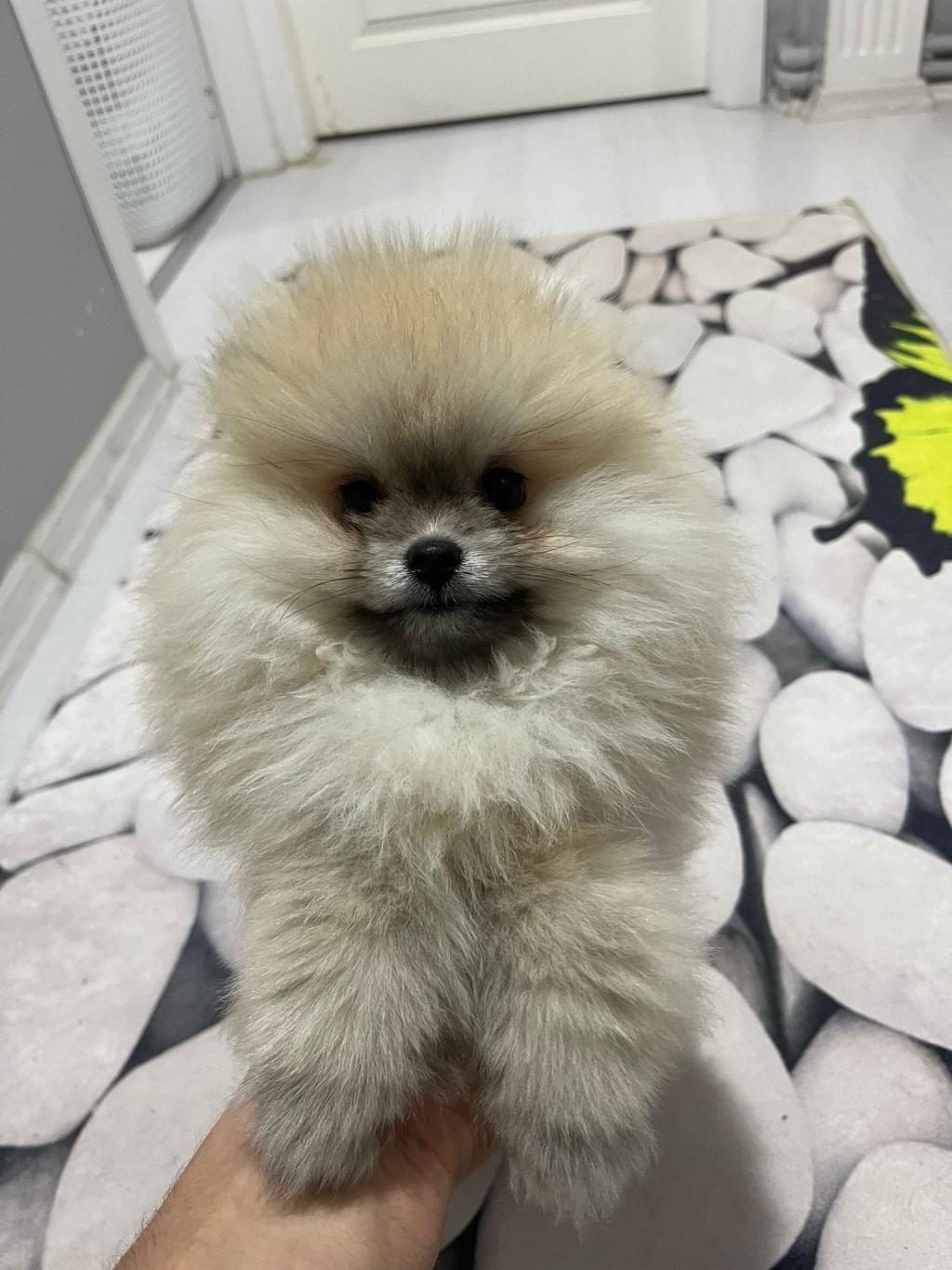 4 AYLIK DİŞİ POMERANİAN BOO