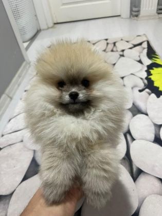 4 AYLIK DİŞİ POMERANİAN BOO