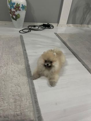 4 AYLIK DİŞİ POMERANİAN BOO