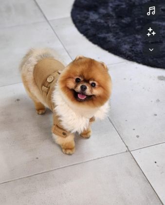 ŞAMPİYON EFSANE ERKEK YETİŞKİN POMERANİAN