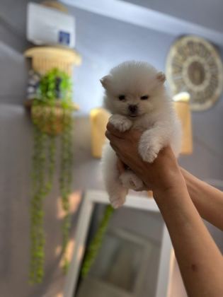 POMERANİAN ERKEK VE DİŞİ YAVRULARIMIZ MEVCUTTUR