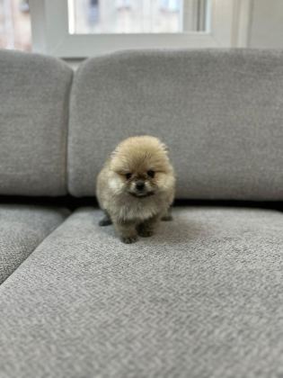 POMERANİAN ERKEK VE DİŞİ YAVRULARIMIZ MEVCUTTUR