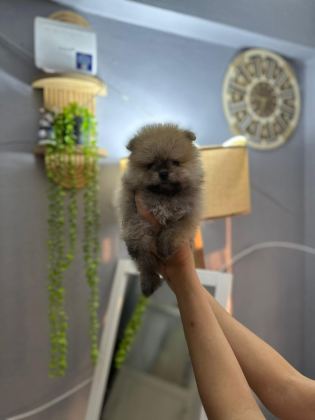 POMERANİAN ERKEK VE DİŞİ YAVRULARIMIZ MEVCUTTUR