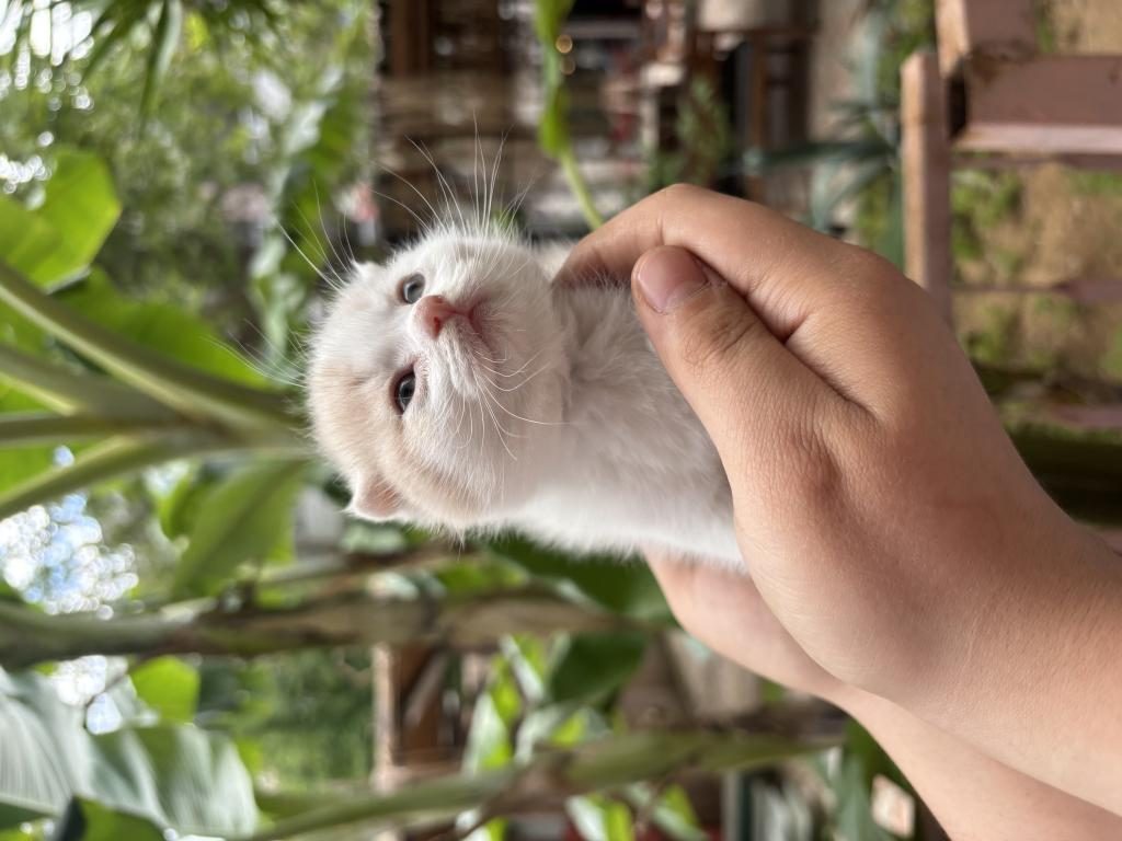TATLI YAVRU KEDİMİZ YENİ YUVASINI BEKLİYOR