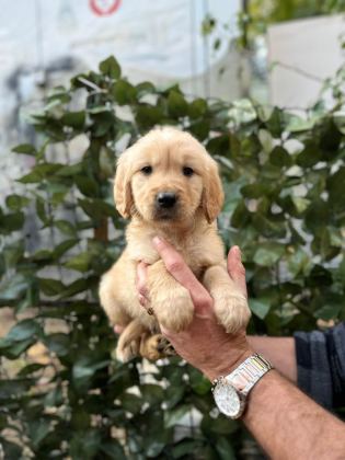 TATLI GOLDEN KÖPEKLERİMİZ YENİ YUVASINI BEKLİYOR
