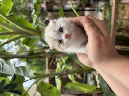 TATLI YAVRU KEDİMİZ YENİ YUVASINI BEKLİYOR