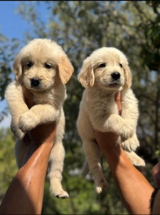 TATLI GOLDEN KÖPEKLERİMİZ YENİ YUVASINI BEKLİYOR